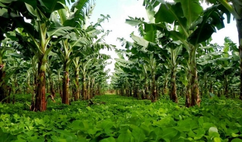 agroécologie-Afrique-initiative ‘IAM Africa’-hua tran quoc-cirad